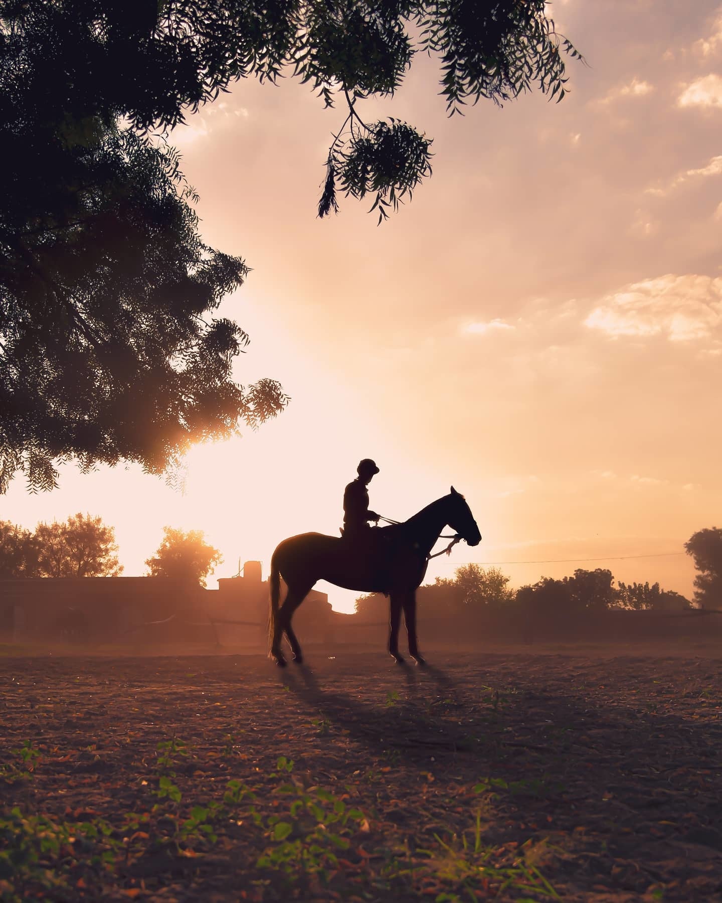 Horse and Rider in Sunset