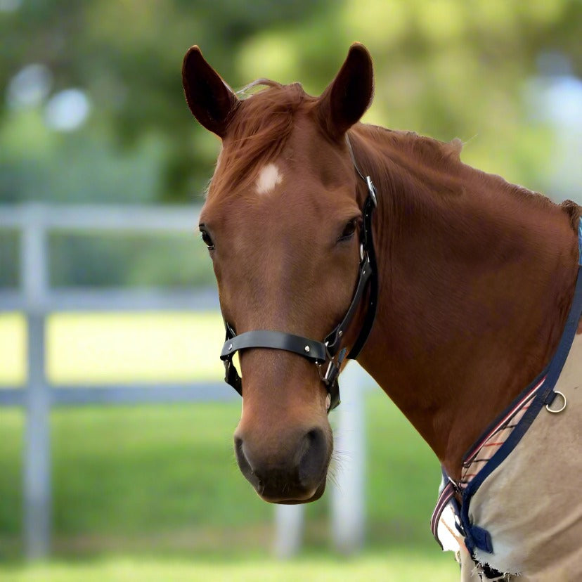 Chestnut horse wearing PVC halter from L'Equino Essentials All Products Collection