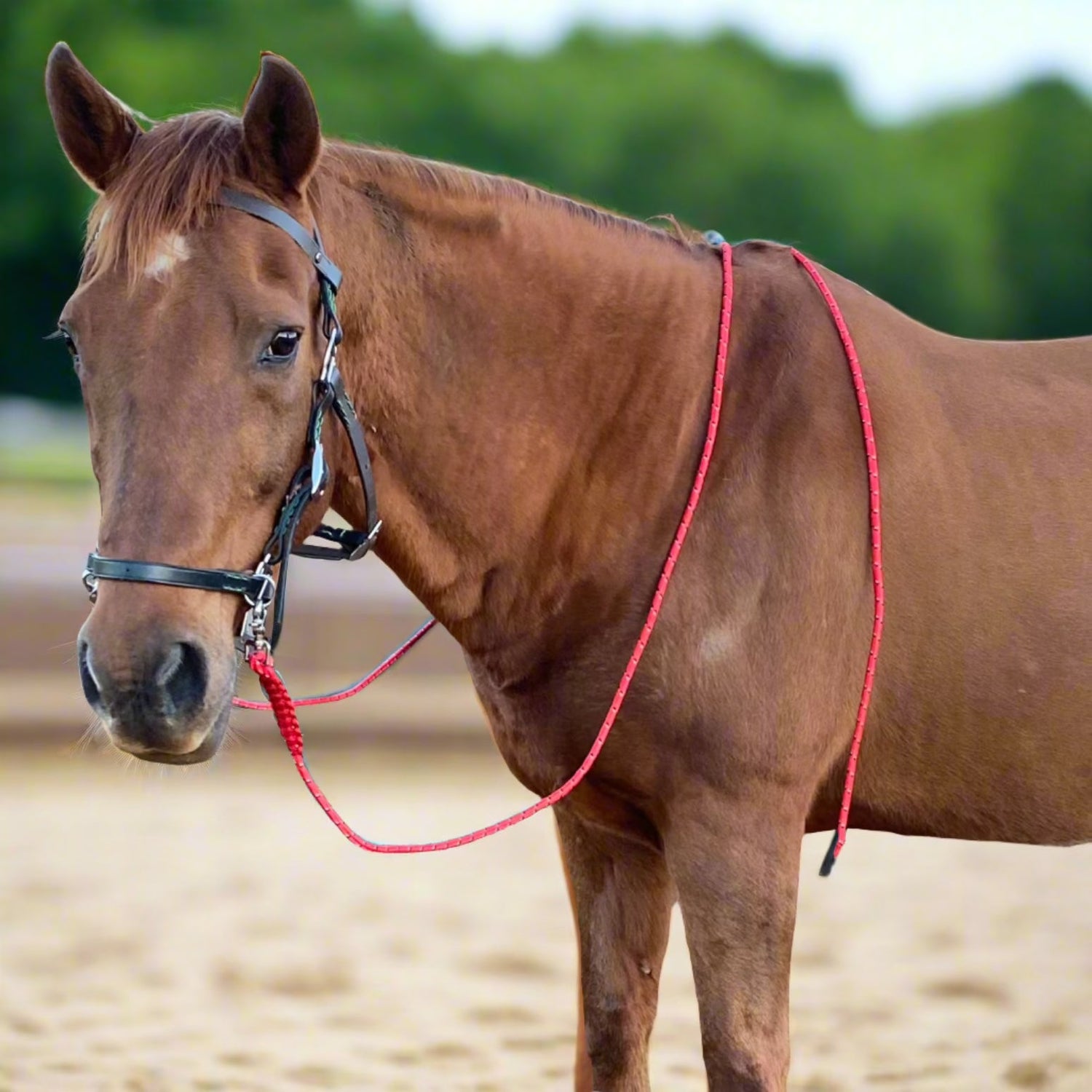 Chestnut horse wearing Horse Tack from L'Equino Essentials