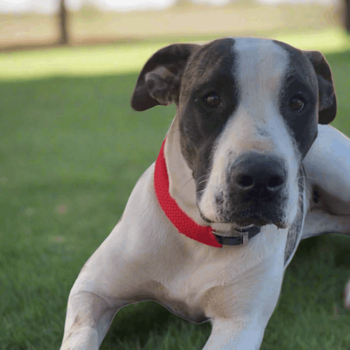 Brindle puppy wearing red PVC Dog Collar For Every Canine from L'Equino Essentials