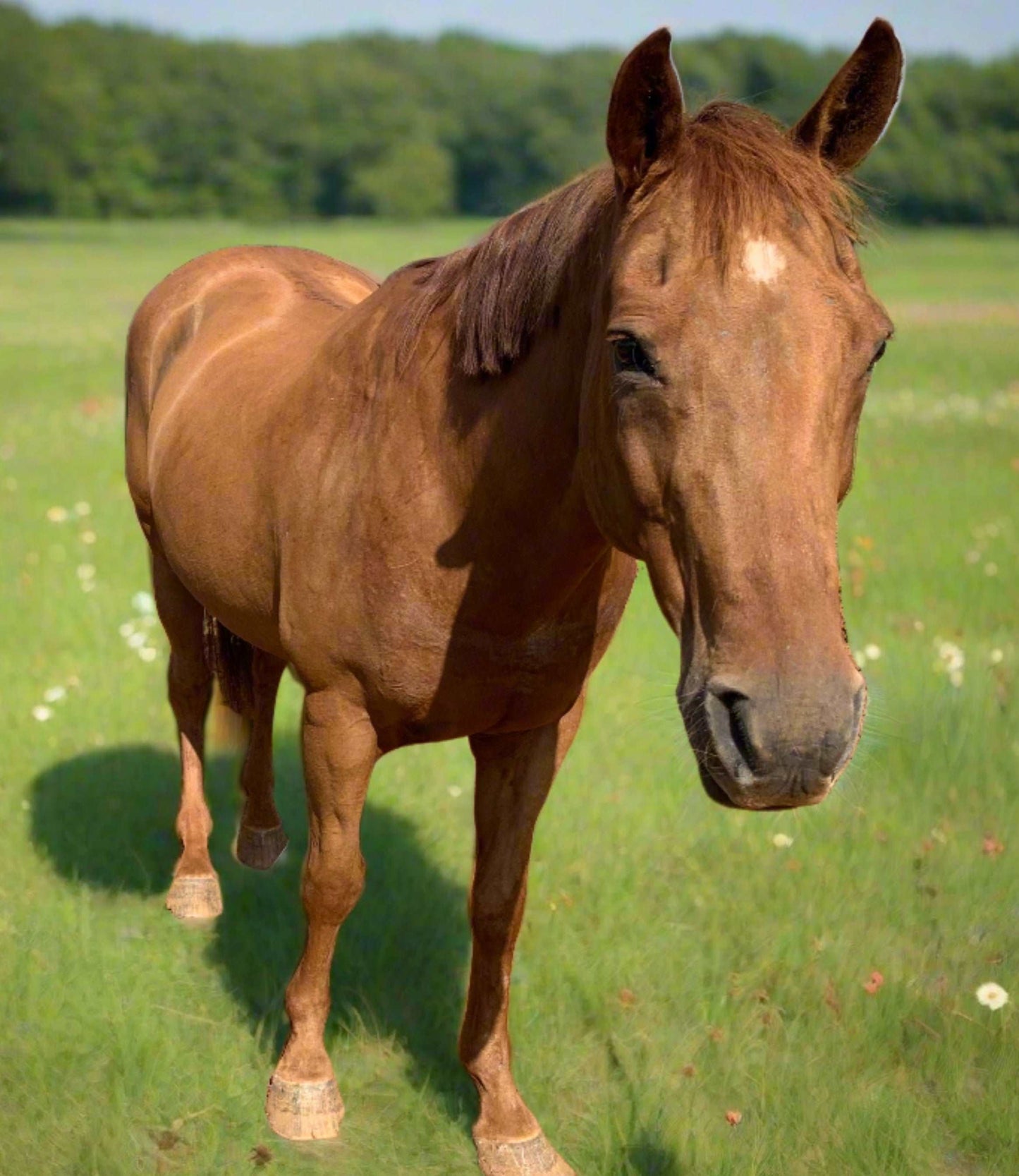 A beautifully groomed horse with a neatly trimmed mane and tail, highlighting its elegant and polished appearance