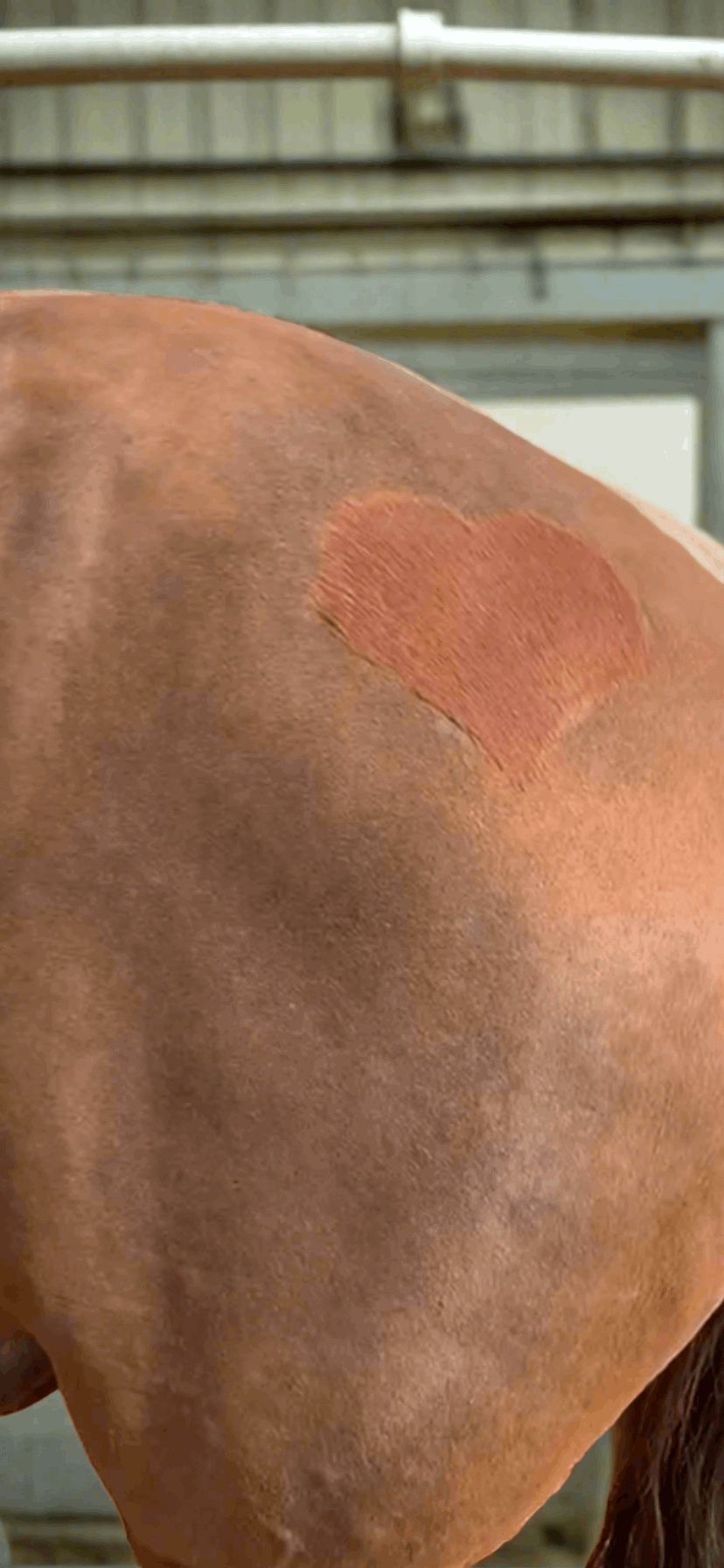 A close-up of a horse with a patterned clip design on its coat, showcasing intricate and stylish grooming.