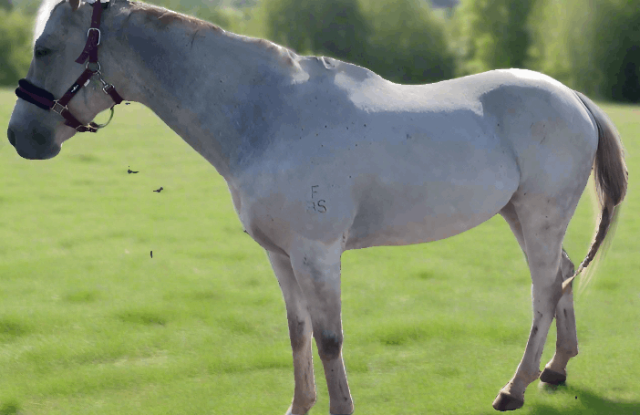 Horse standing in field after being clipped by L'Equino Essentials