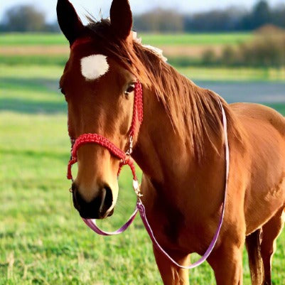 Close-up of soft and durable cotton web horse reins, known for their smooth texture and reinforced stitching. These reins offer a comfortable grip and flexibility, ideal for daily use in various equestrian activities