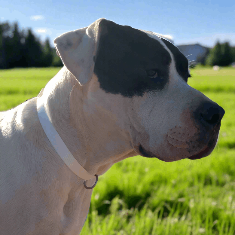 Sturdy Dane X Mastiff in a patterned webbing collar, playing in a grassy field