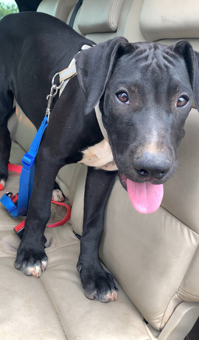 Dog Car Seatbelt on Puppy - L'Equino Essentials