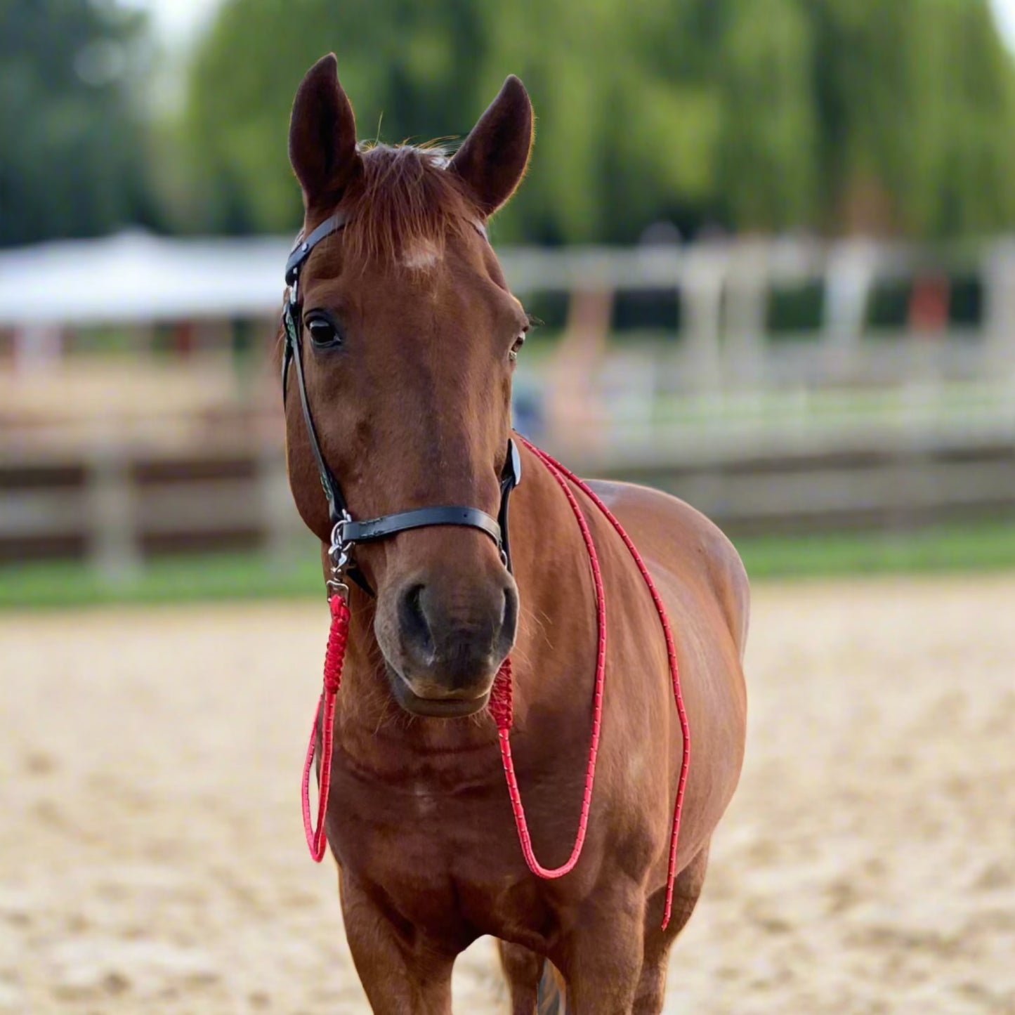 Leather Side Pull Bridle