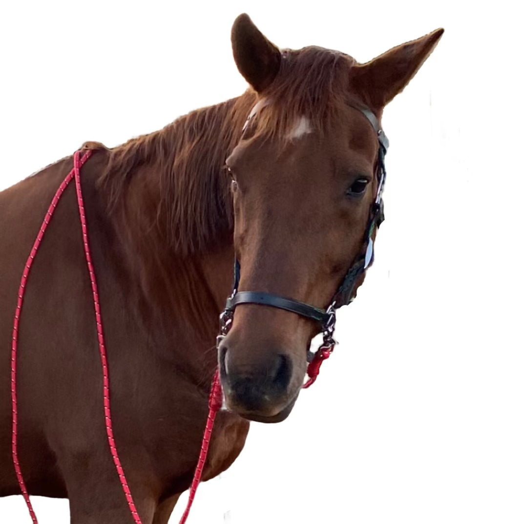 Leather Side Pull Bridle