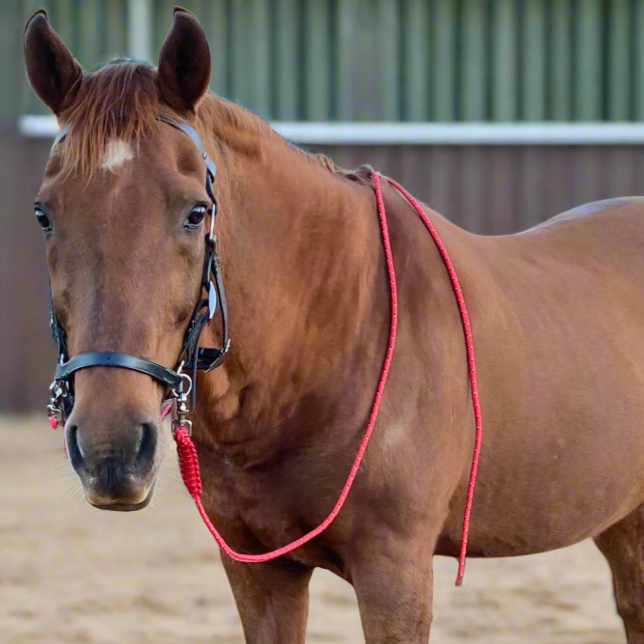 Leather Side Pull Bridle