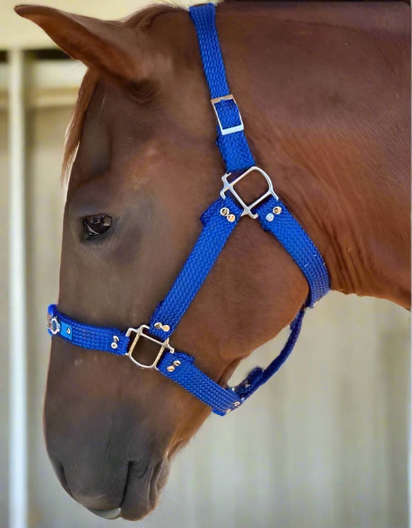 Detailed photograph of a personalized horse halter with custom embellishments and fittings.