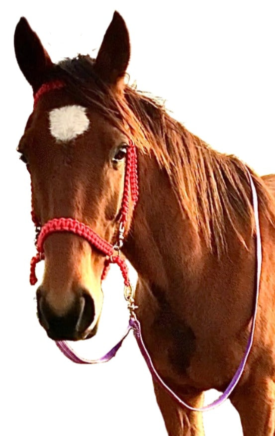 Paracord Side Pull Bridle: Enhance Your Riding Experience