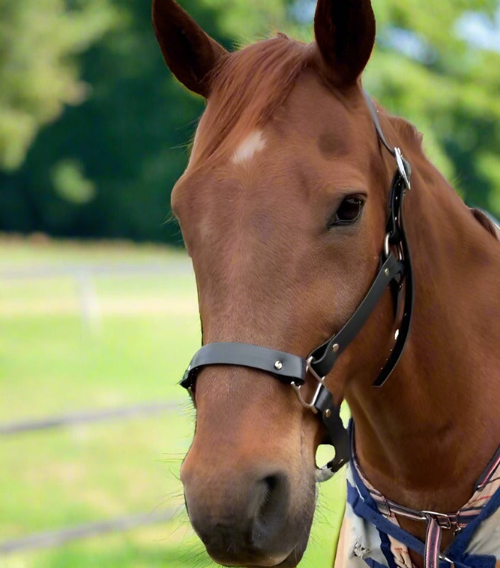 Practical black PVC halter for horses, resistant to moisture.