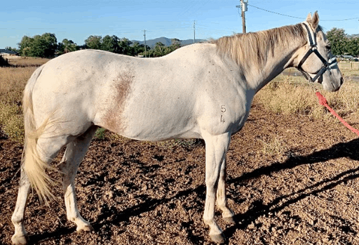Grey Horse After Grooming - L'Equino Essentials