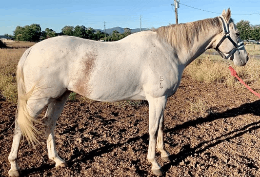 Horses looking happy and clean after receiving bathing services at L'Equino Essentials