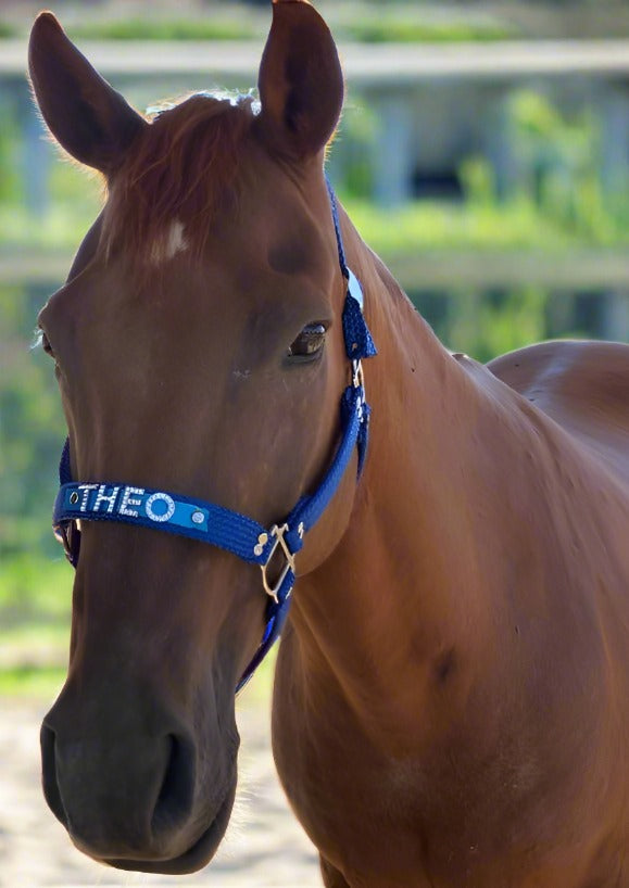 Handmade horse halter tailored with personalized fittings and decorative accents