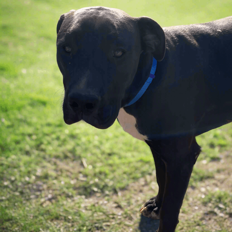 Powerful dog wearing a blue webbing collar, enjoying a sunny day outdoors