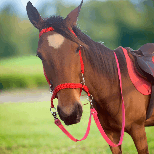 Detailed image of nylon webbing horse reins, featuring reinforced stitching for durability.