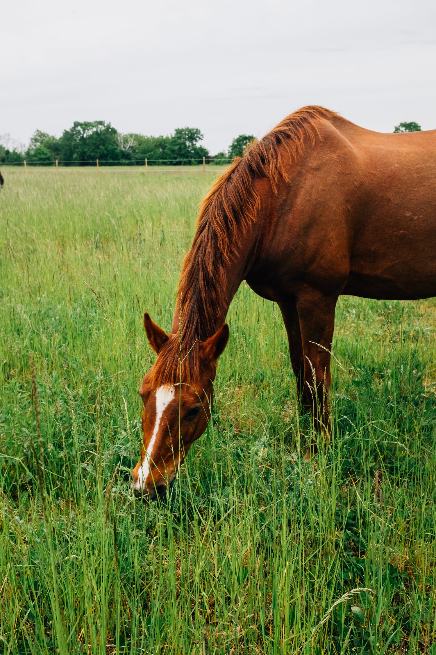 Chestnut horse grazing