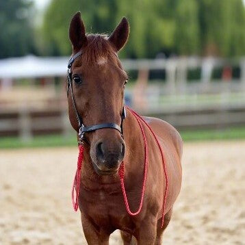 Leather Side Pull Bridle