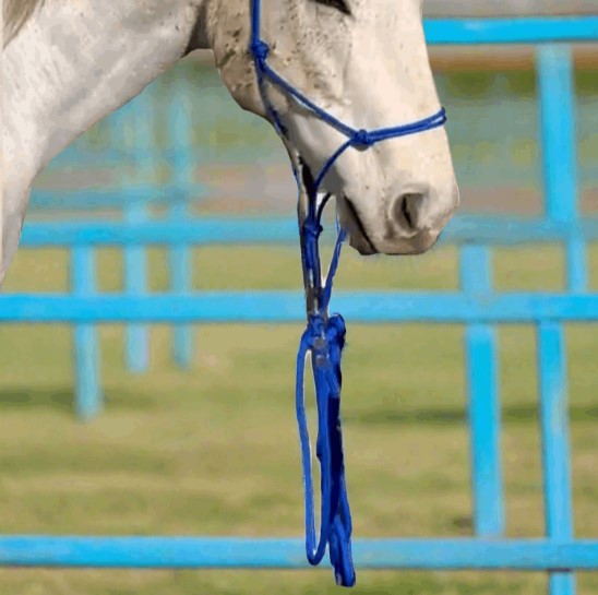 Premium Horse Lead Ropes