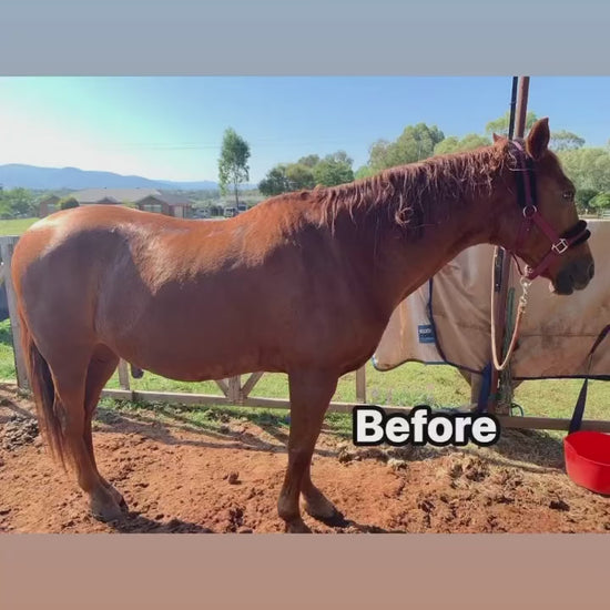 Before vs. After: A video comparison showing a horse's transformation from untidy mane and tail to professionally groomed, highlighting the dramatic improvement in appearance and care.