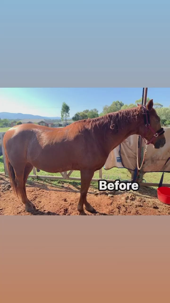 Before vs. After: A video comparison showing a horse's transformation from untidy mane and tail to professionally groomed, highlighting the dramatic improvement in appearance and care.