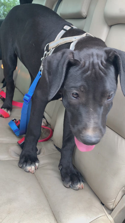 Black puppy wearing blue Webbing Dog Car Seatbelt made by L'Equino Essentials