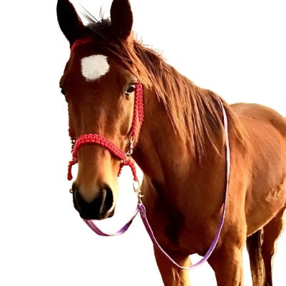 Purple Reins On Horse - L'Equino Essentials